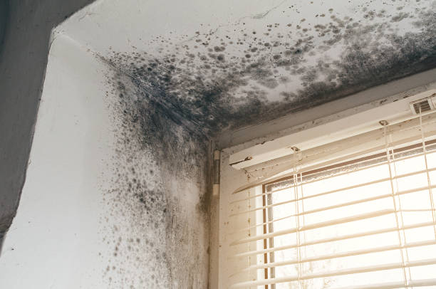 Affordable Mold Cleanup solutions in Peoria, IL